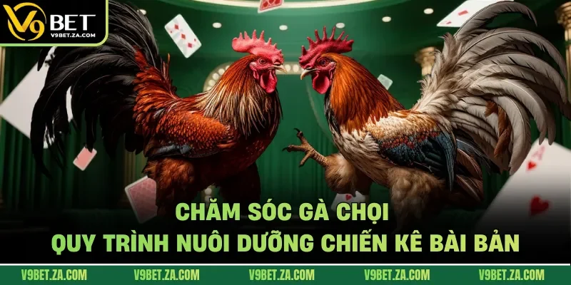 Chăm sóc gà chọi