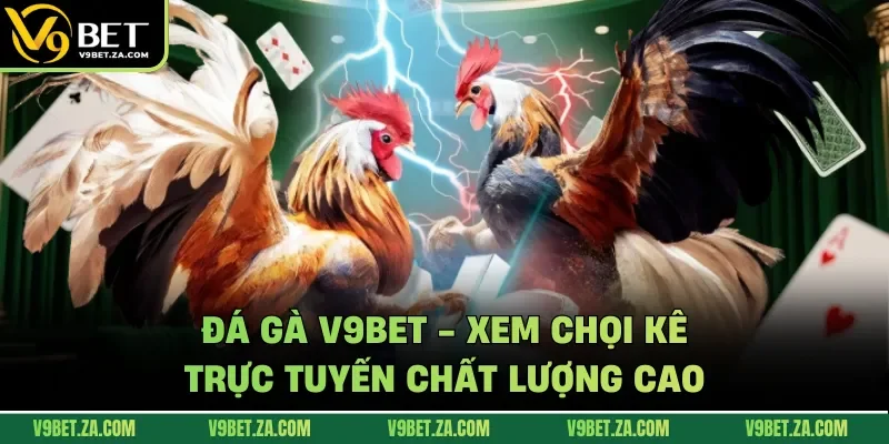 Đá gà V9Bet phát triển đa dạng dịch vụ