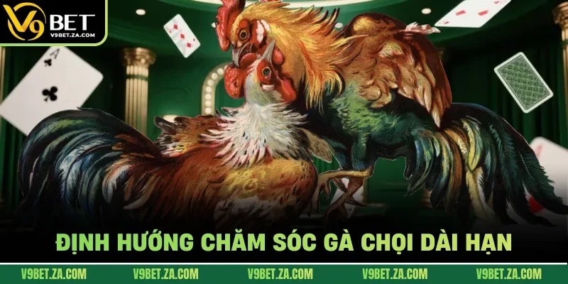 Định hướng chăm sóc gà chọi dài hạn