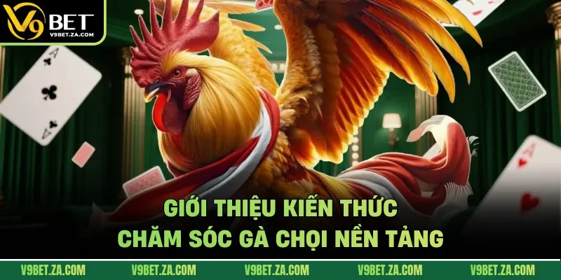 Giới thiệu kiến thức chăm sóc gà chọi nền tảng