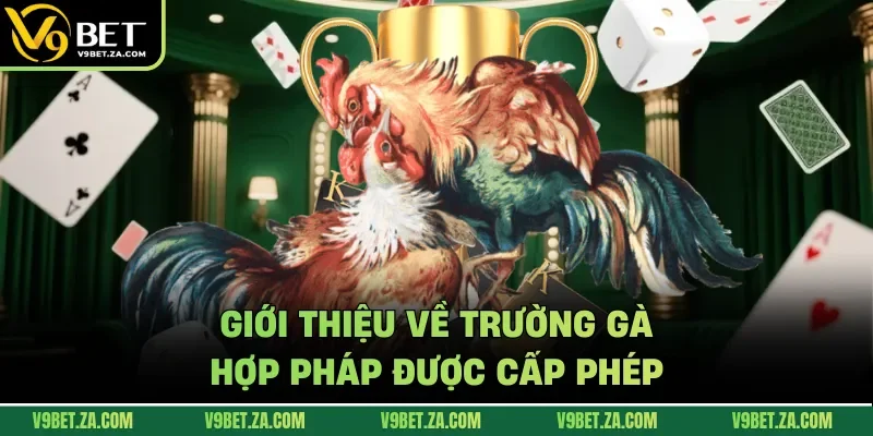 Giới thiệu về trường gà hợp pháp được cấp phép