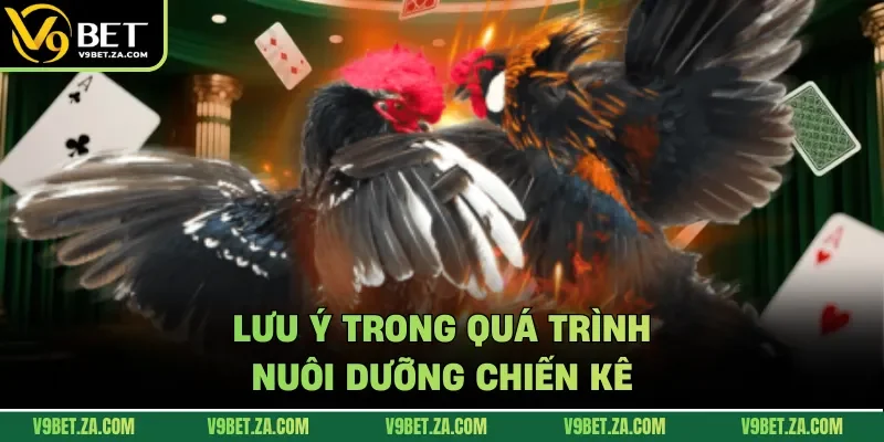 Lưu ý trong quá trình nuôi dưỡng chiến kê