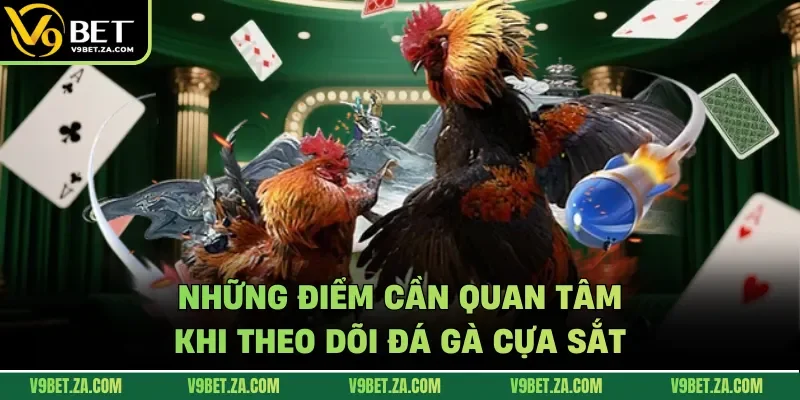 Những điểm cần quan tâm khi theo dõi đá gà cựa sắt