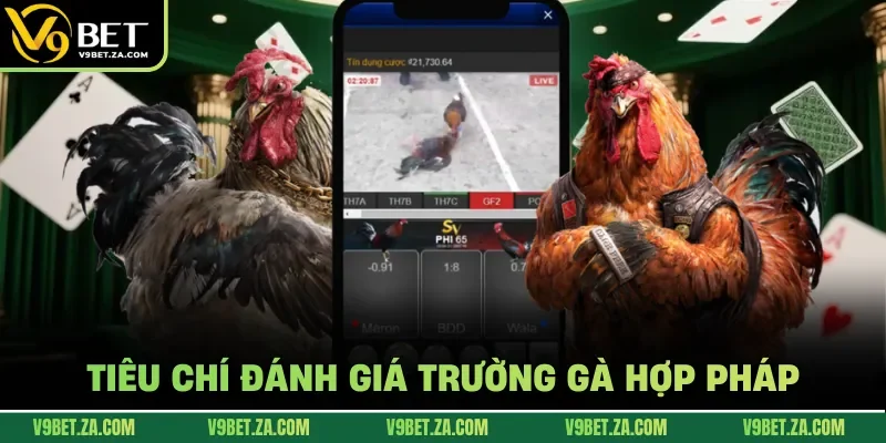 Tiêu chí đánh giá trường gà hợp pháp